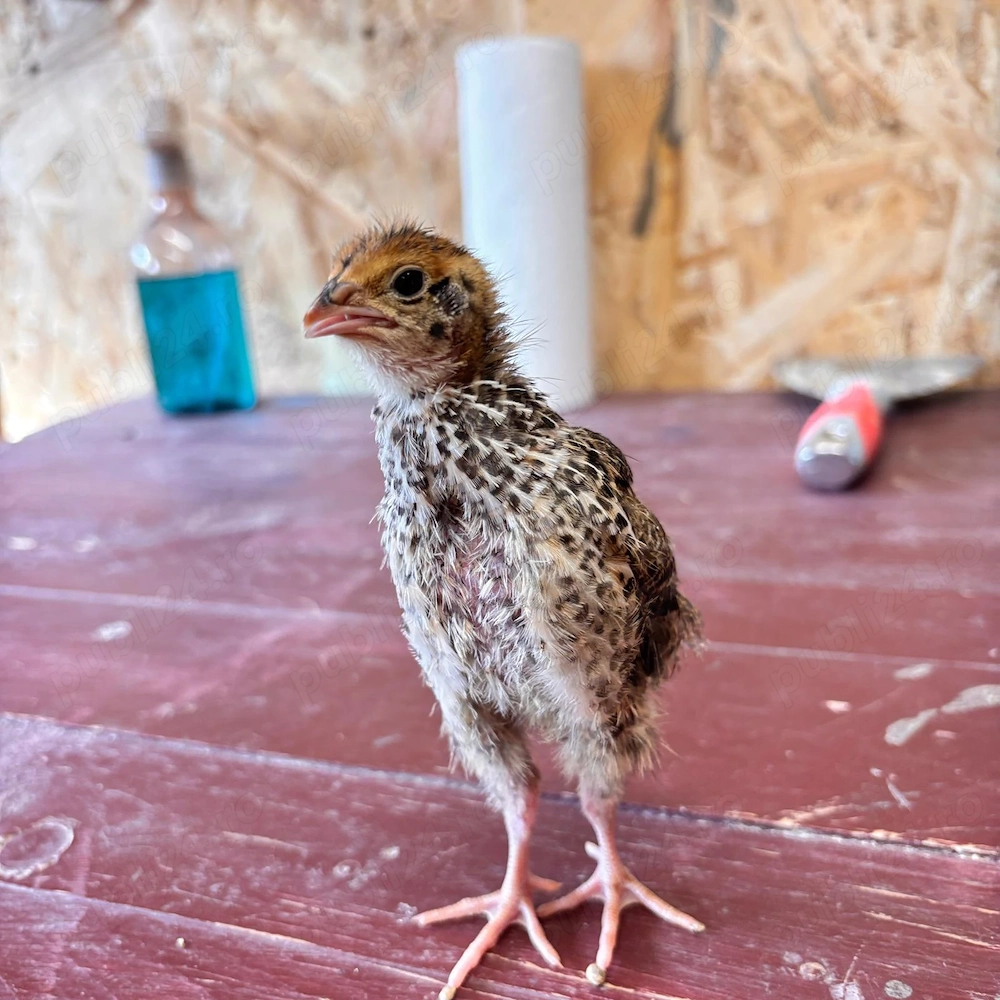 Pui de prepeliță de vânzare   Polară Gigant & Japoneză Mare   Afumați, Ilfov