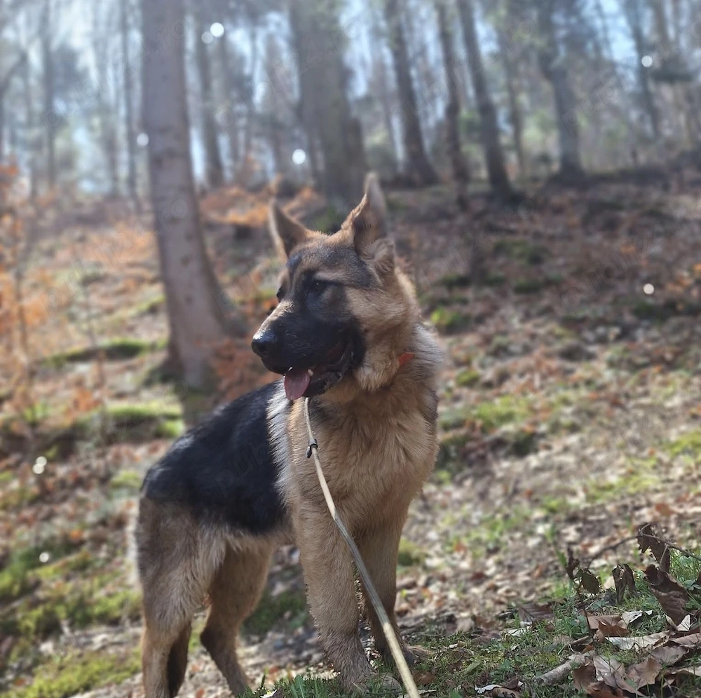 Donez femela ciobănesc german