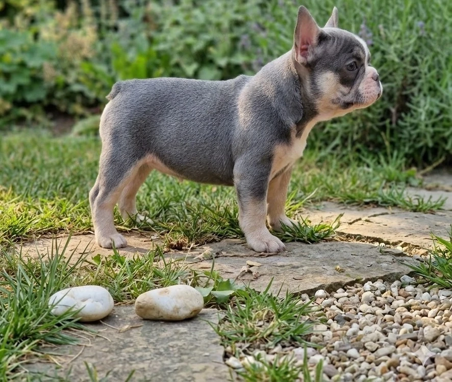 Buldog francez de vânzare 