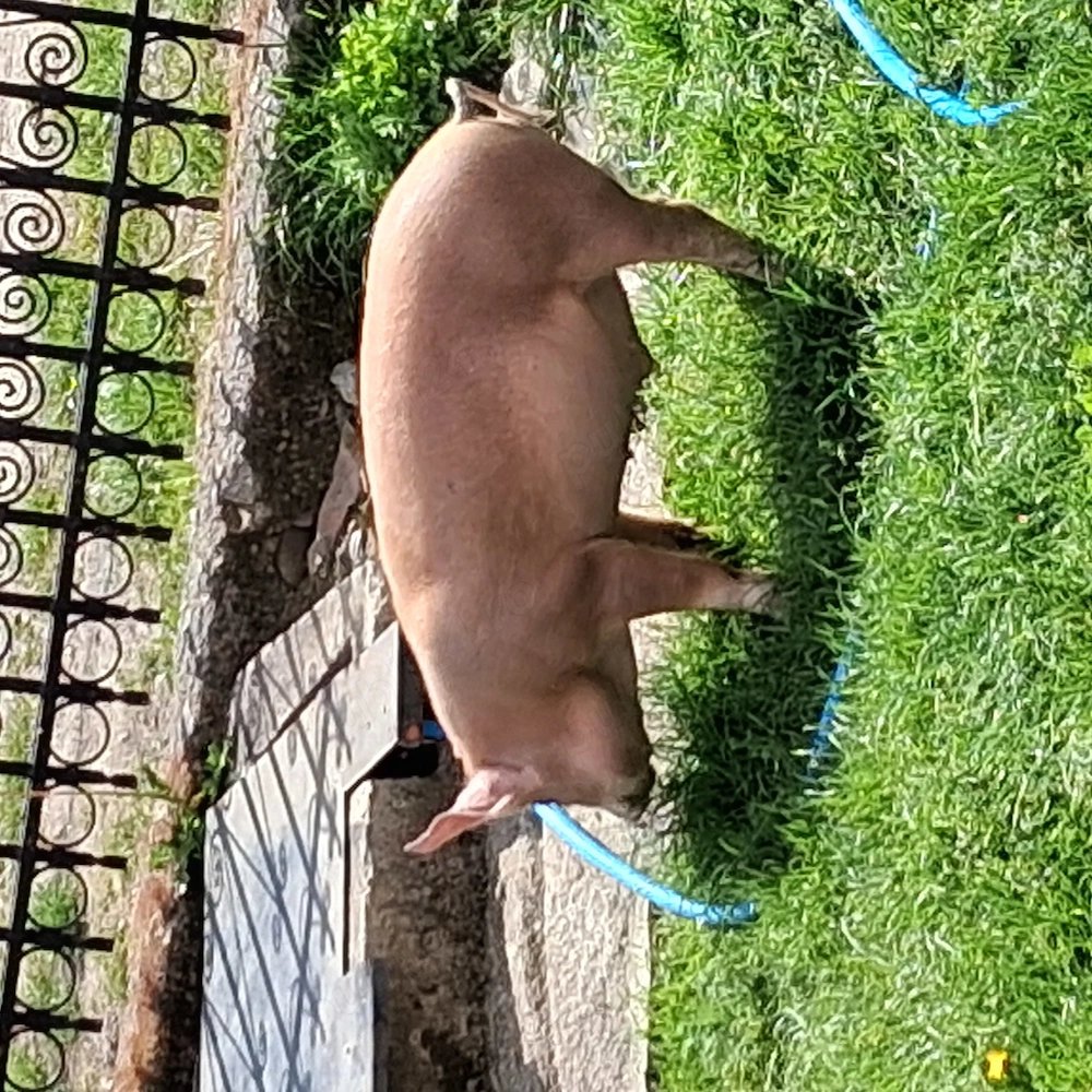 Soldani cauta locație 