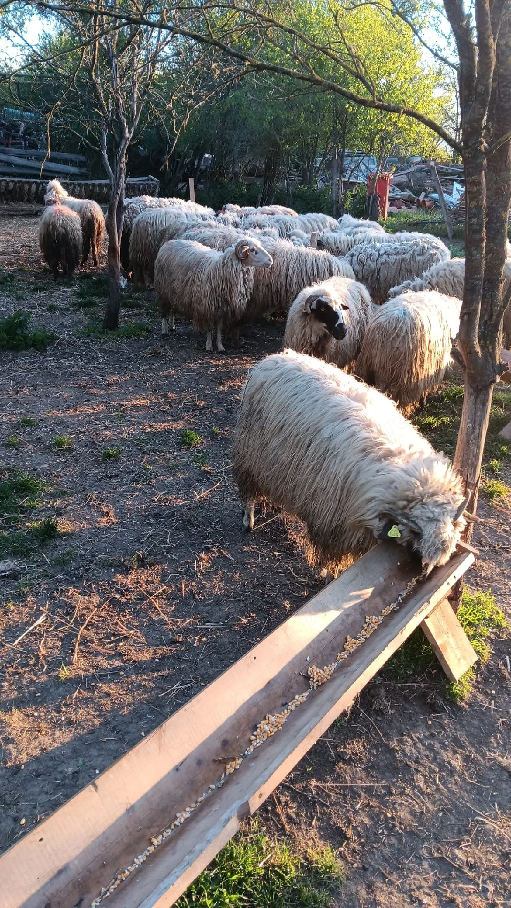 vând oi cu lapte 