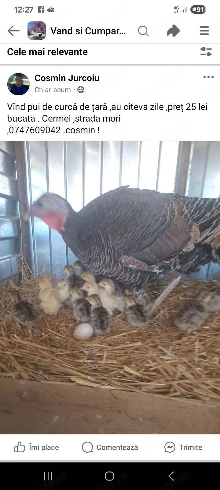 vînd pui de curcâ 