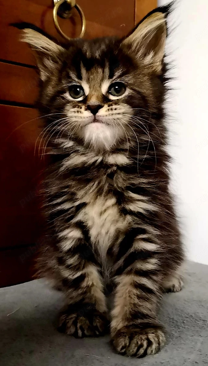 Puiuți maine coon superbi 