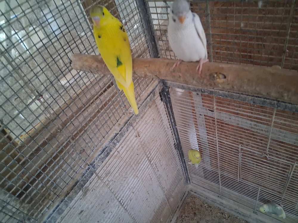 Perusi 2026 de vanzare