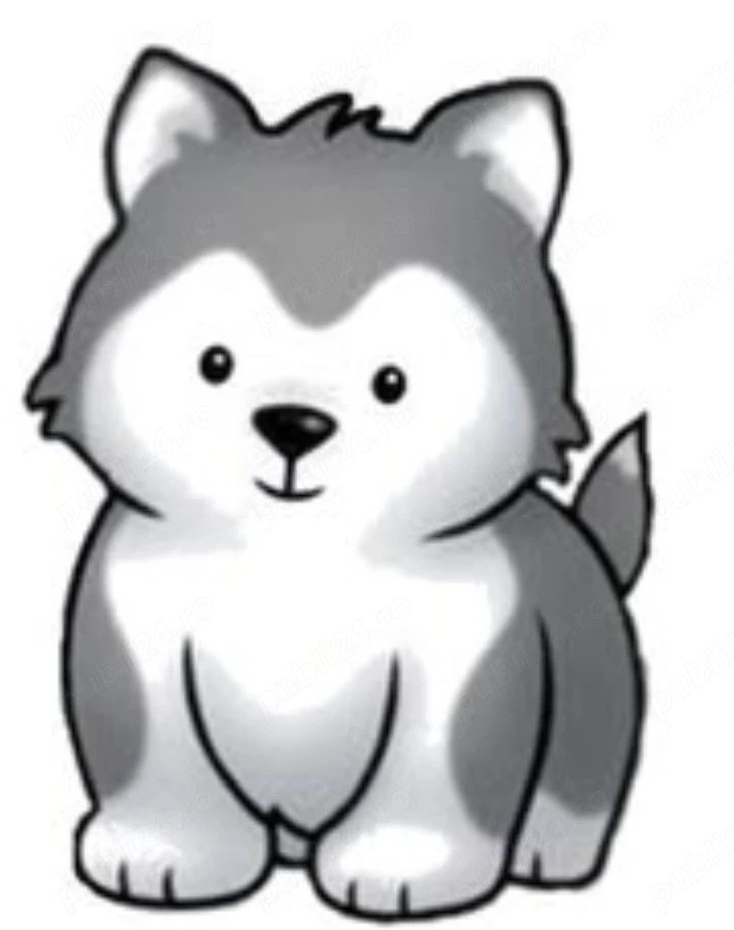 colaborare cu un medic veterinar 
