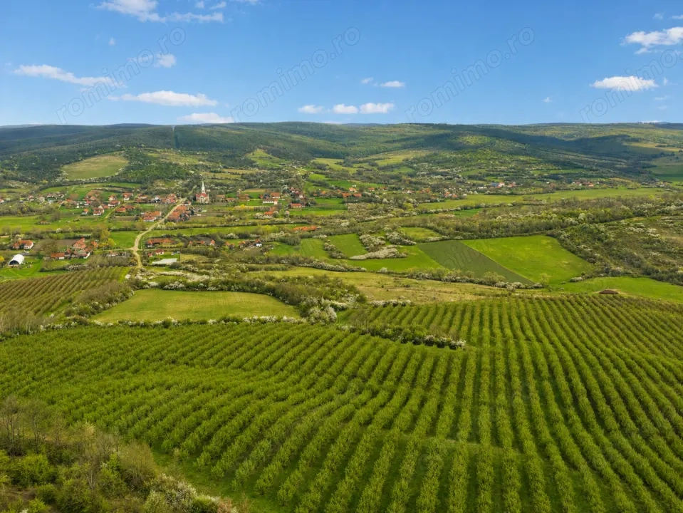 Teren 20 ha vestul Romaniei – ideal plantație aluni / livadă