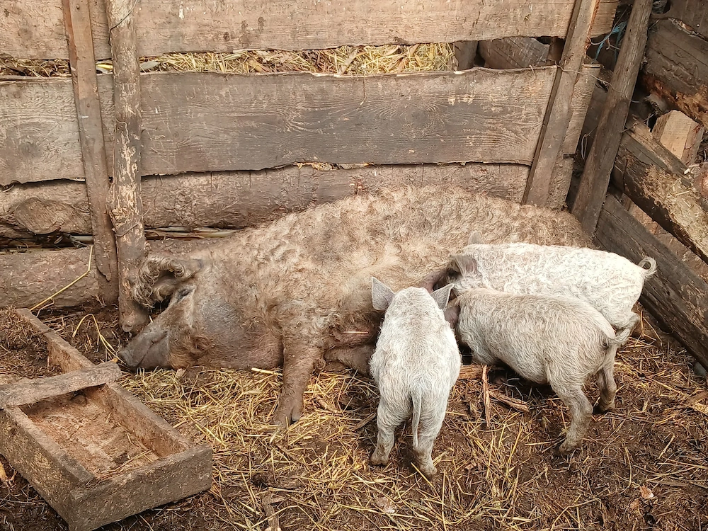 Vand porci mangalita