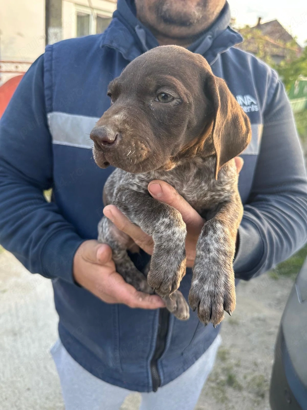 PUI Brac German disponibili