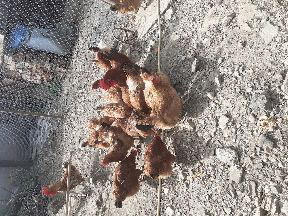 Vand gaini disponibil in Marghita