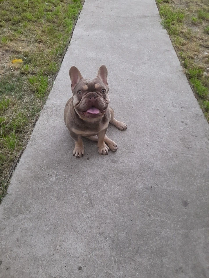 Buldog francez cu pedigree 