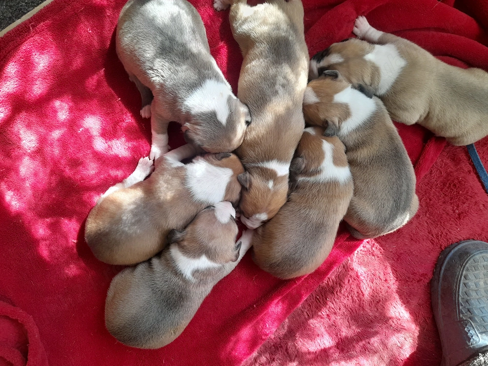 Pui Amstaff foarte frumosi