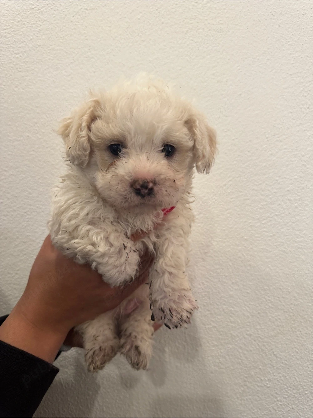  un bichon maltez 