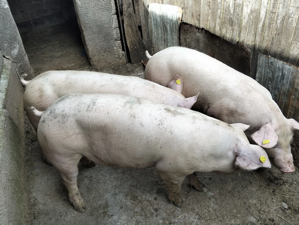 Porci de vânzare 