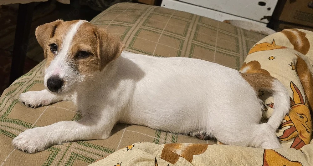 catea 1 an Jack Russell