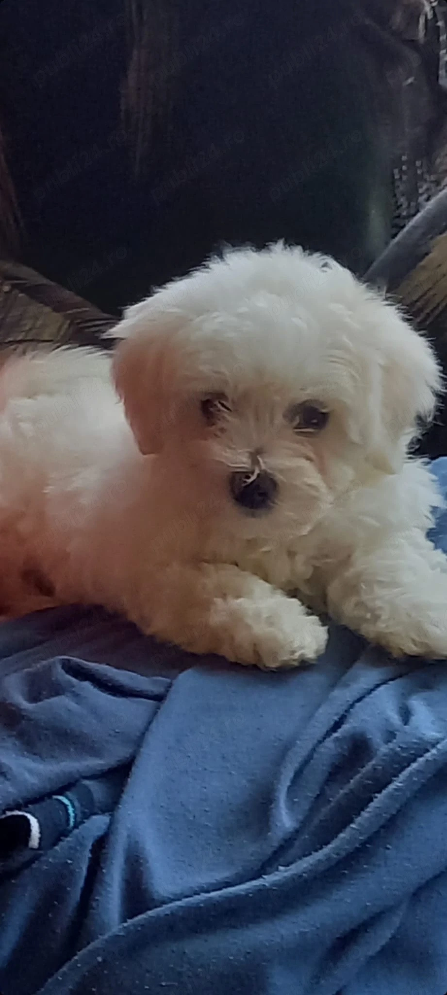 Vând căței Bichon Maltez   8 săptămâni