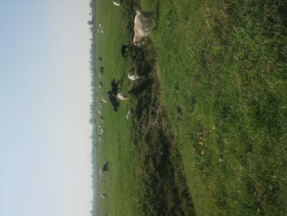 Vând 50 de capre cu iezi