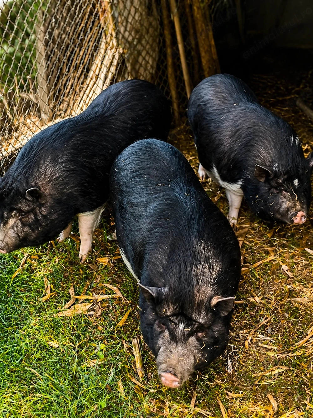 Vând porci vietnamezi adulți   sănătoși și bine îngrijiți   Tulcea