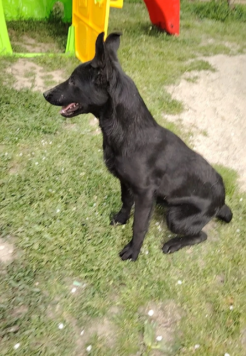 Căței Ciobănesc Belgian 
