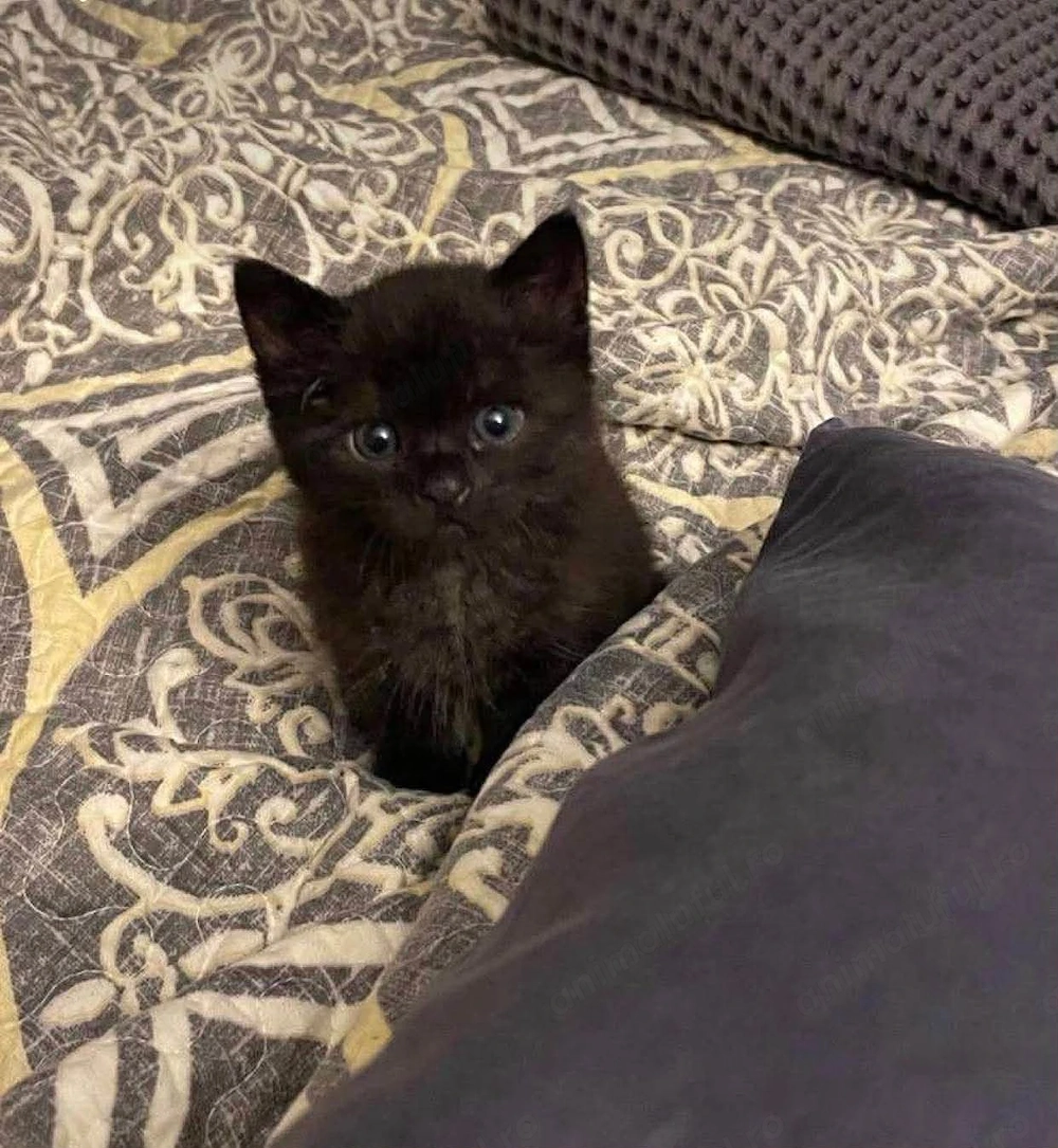 British shorthair black 