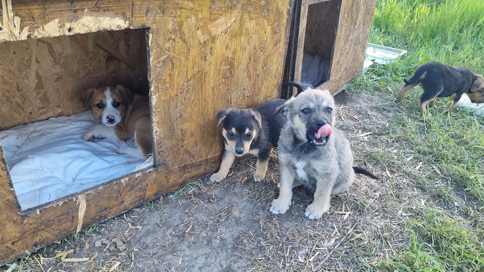 Donăm cățeluși de aproximativ 2 luni! 