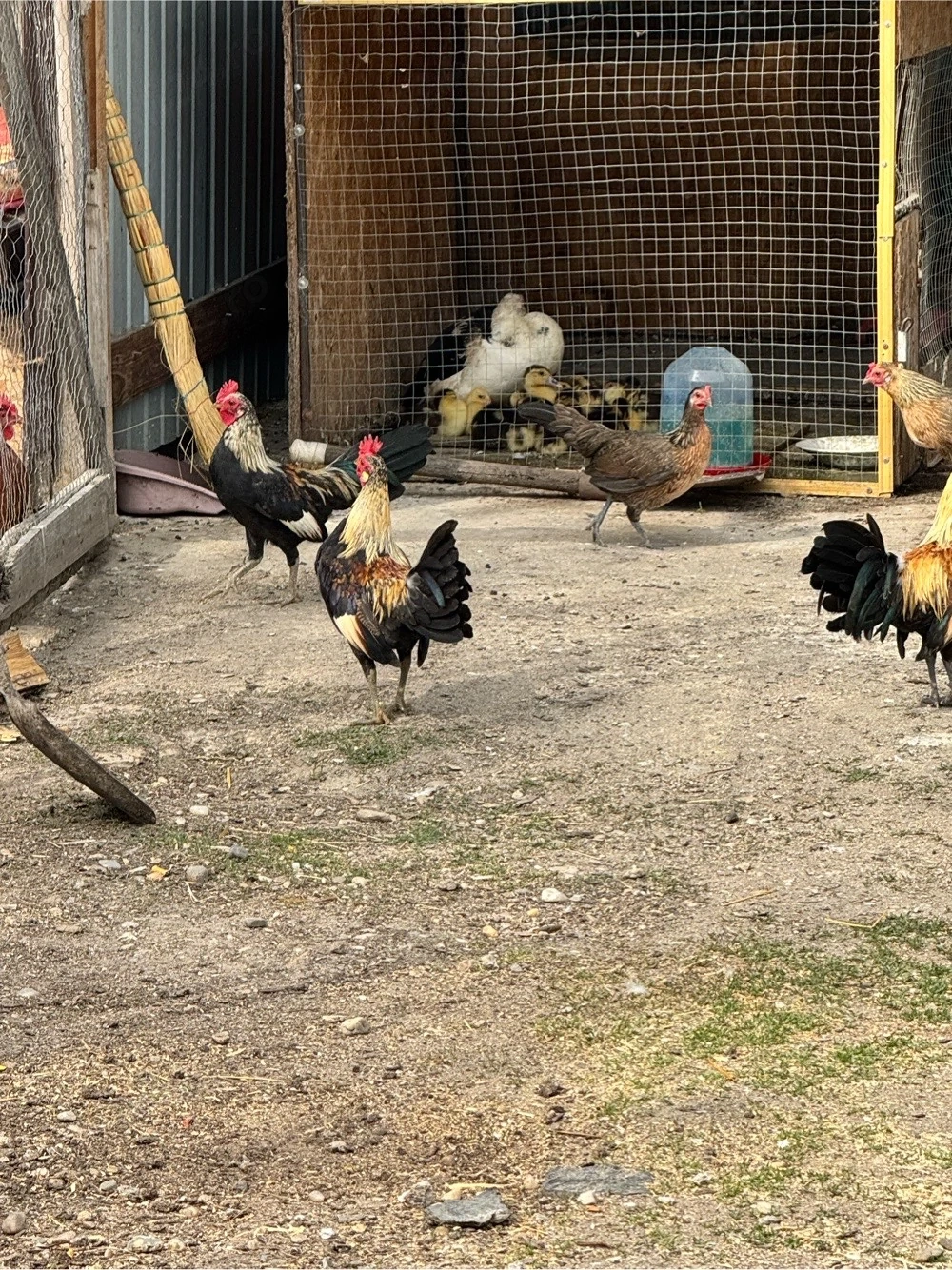 Vand cocoș talie mica 