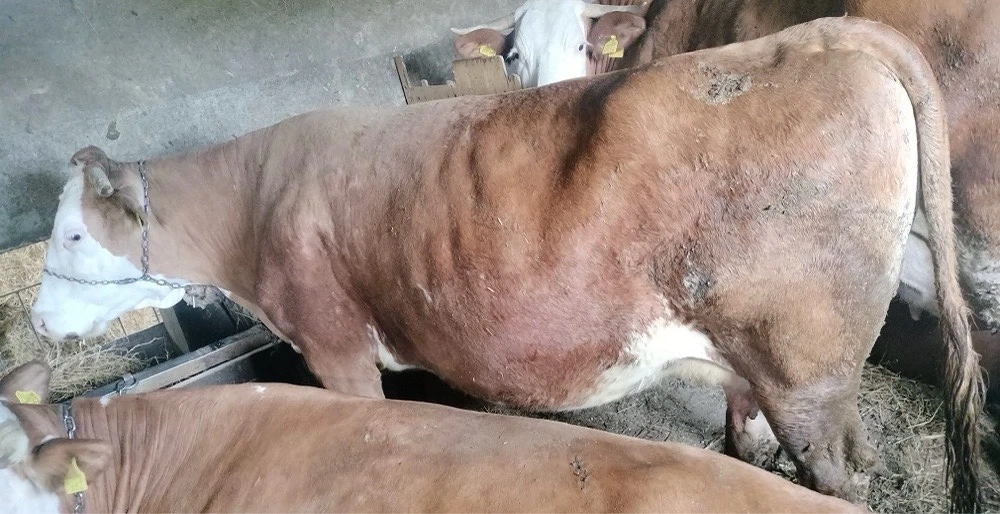 Vaca baltata romaneasca