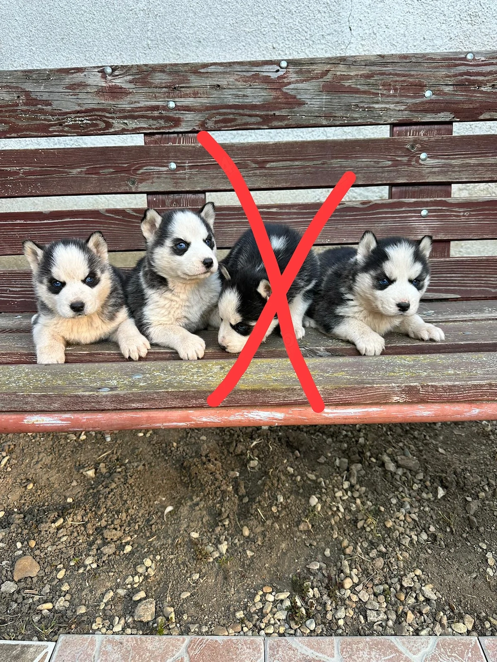 De vânzare cățeluși Husky Siberian   