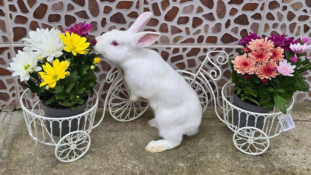 Iepuri de vânzare ! 