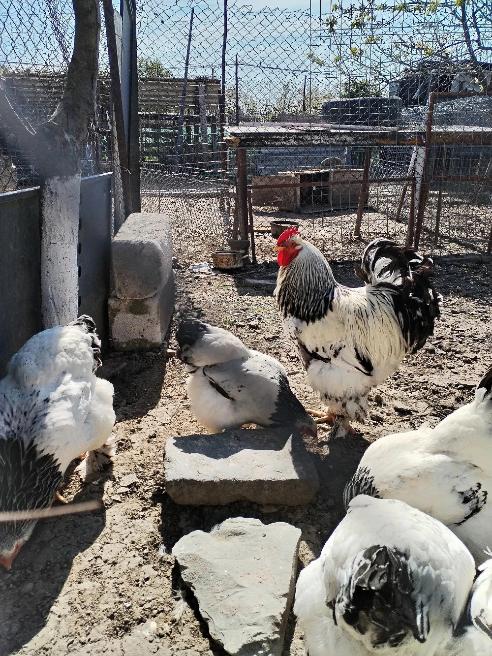 Ouă de găini Brahma