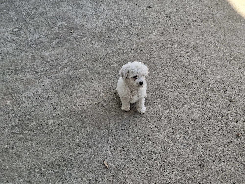 De vânzare bichon maltez 