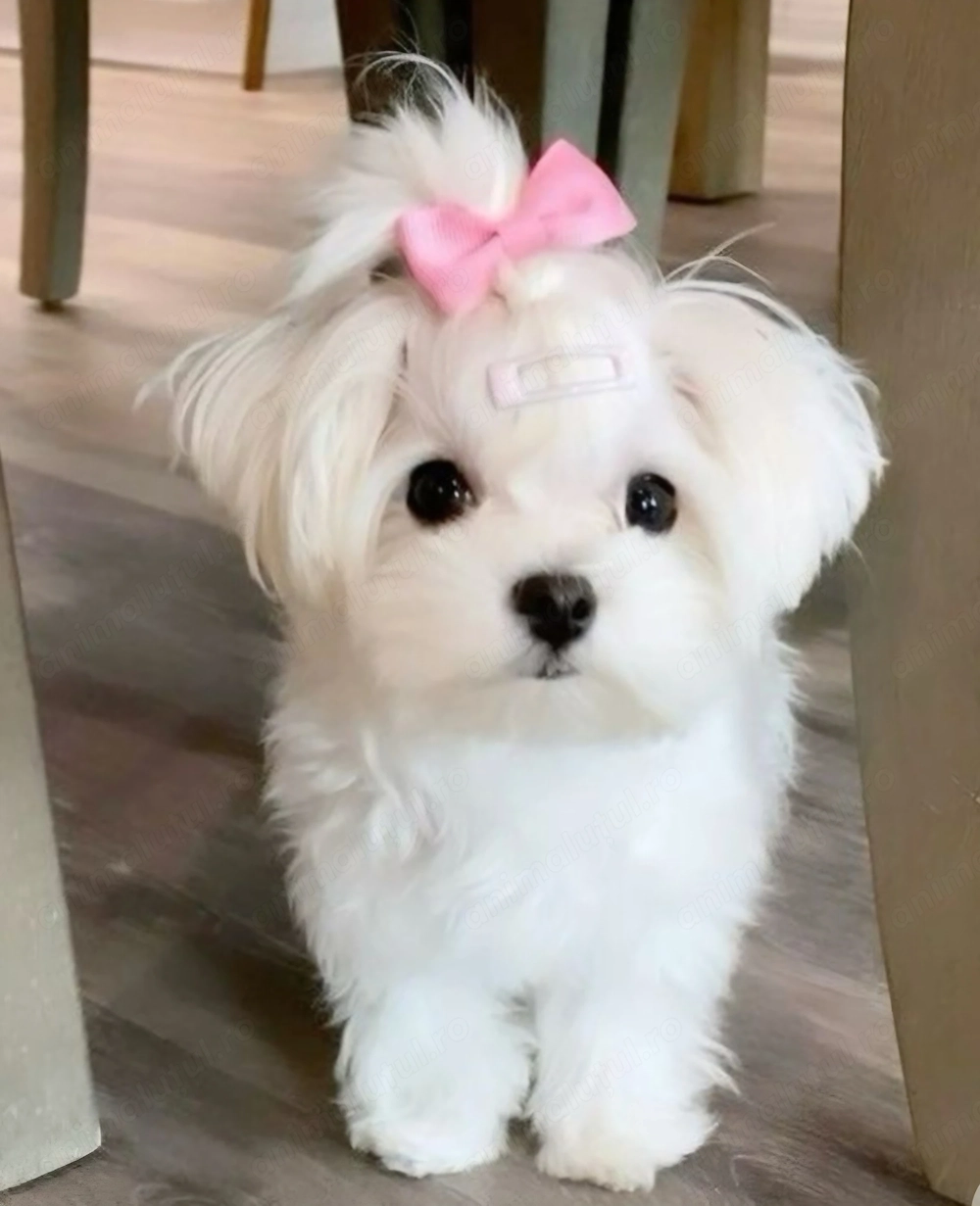 Bichon maltez fetițe