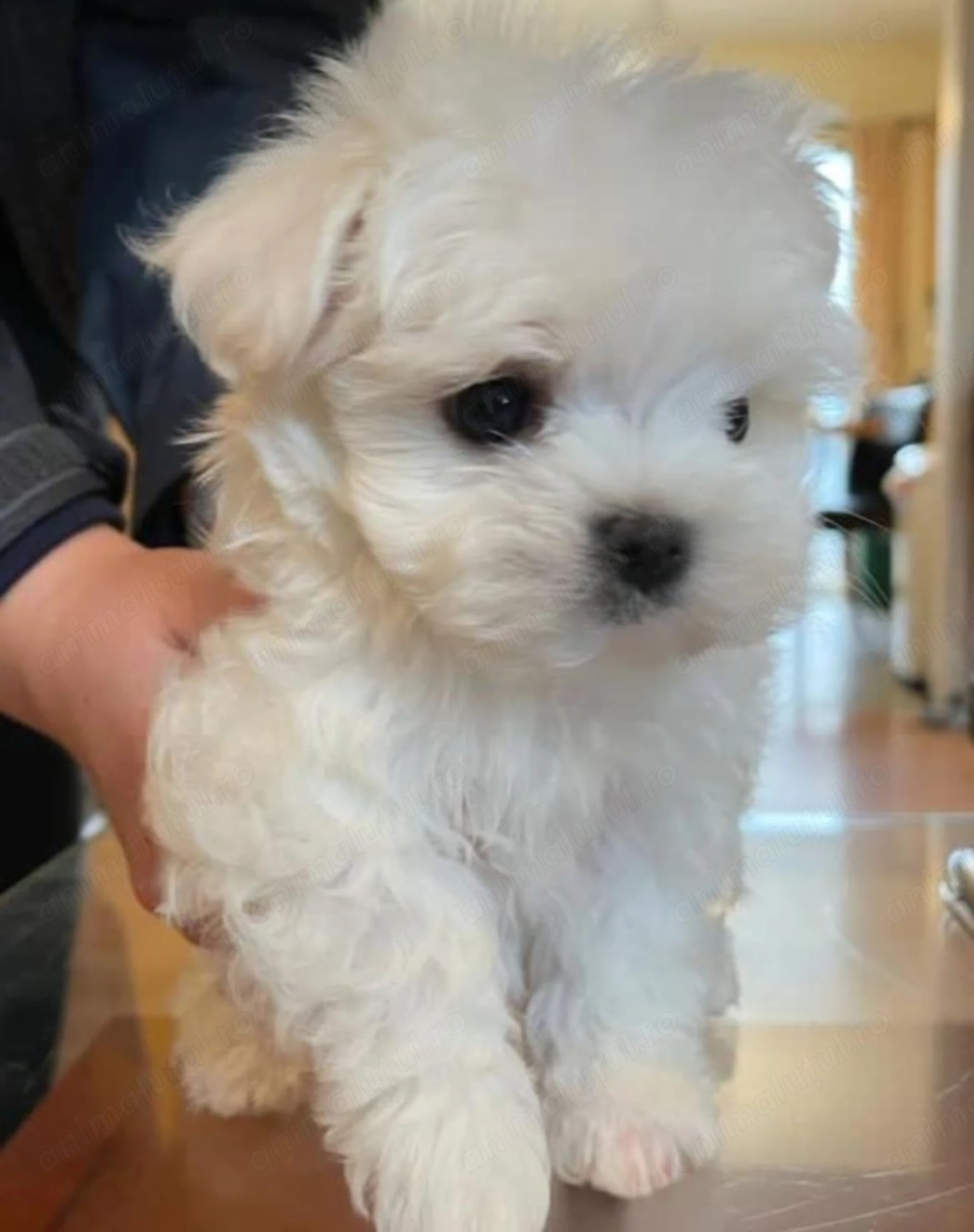Bichon maltez fetițe 900 lei