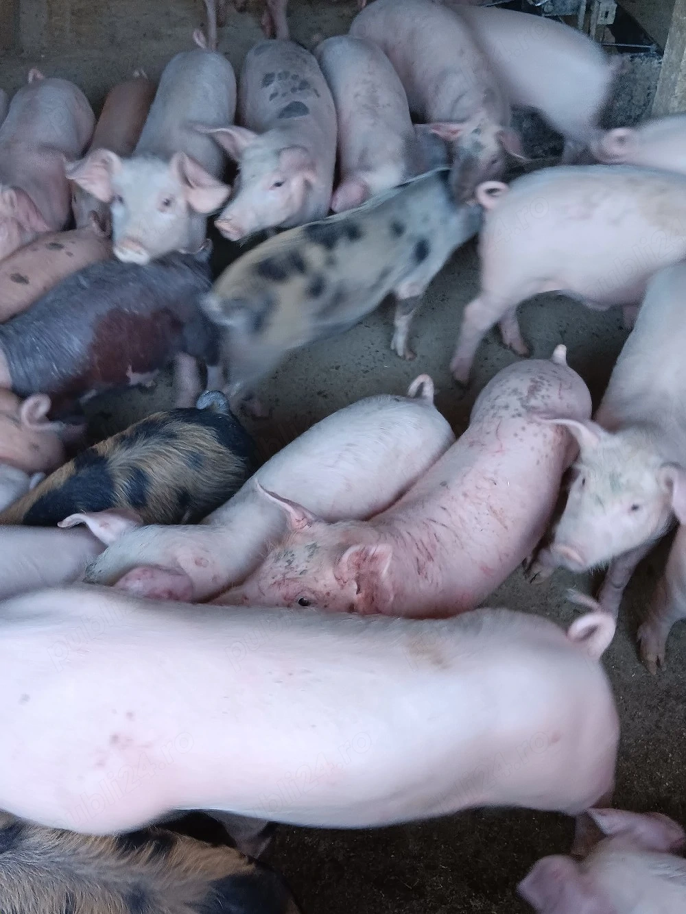 Purcei De Vânzare 15-30 kg 