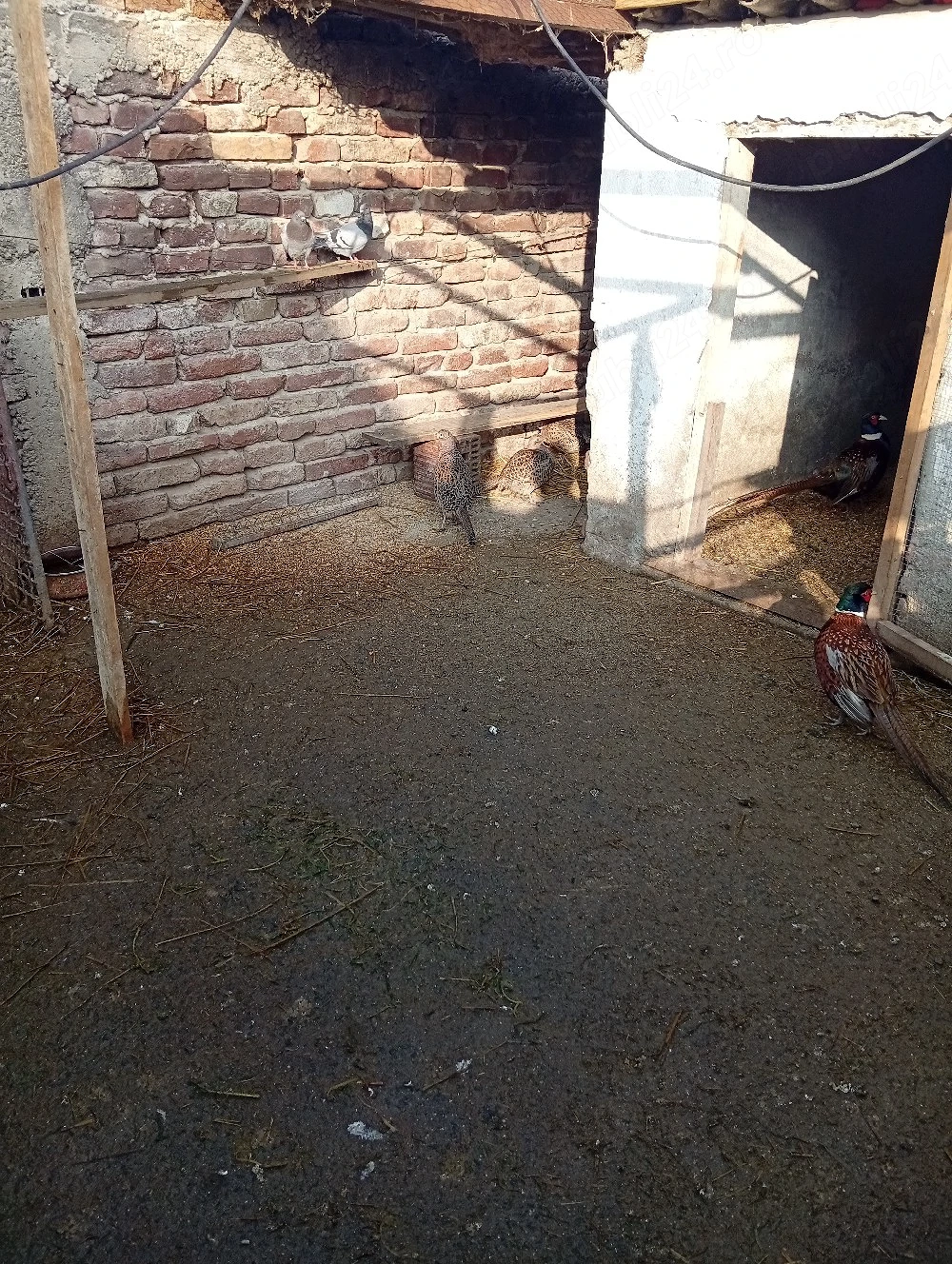 Fazani comuni de vânzare 