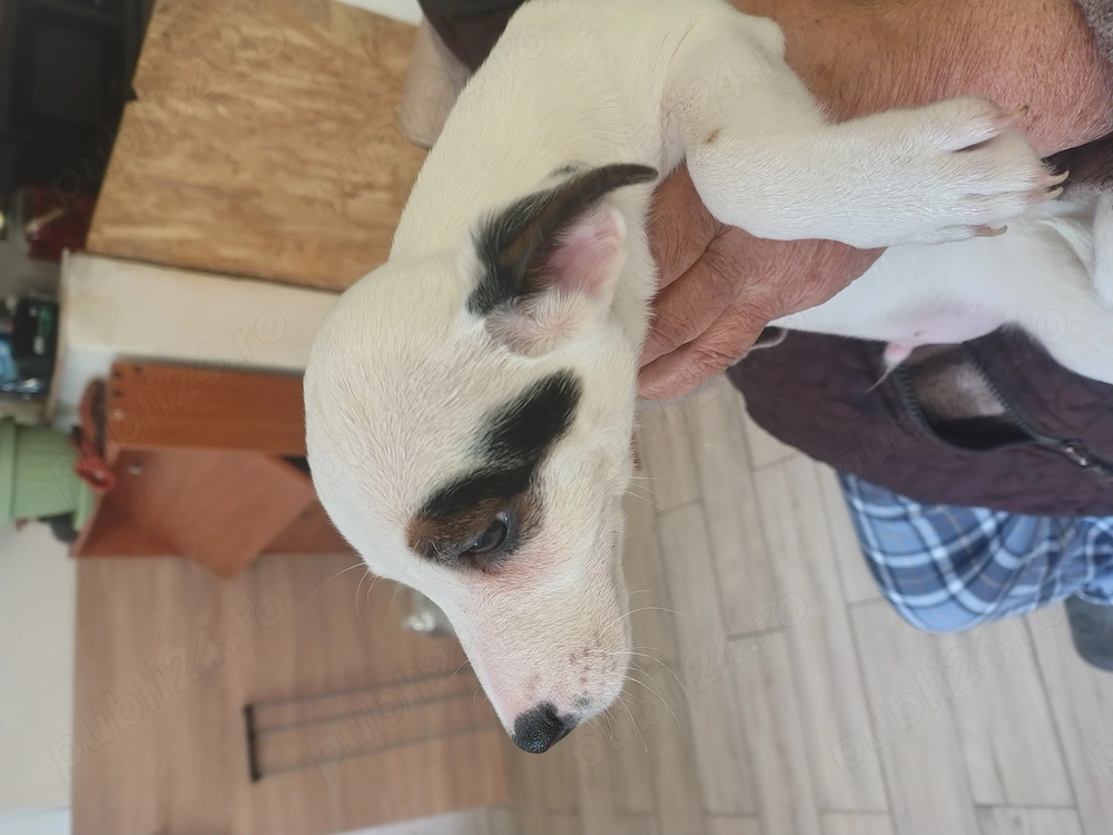 Jack Russell jack rusel terier tricolor ,puri Italia