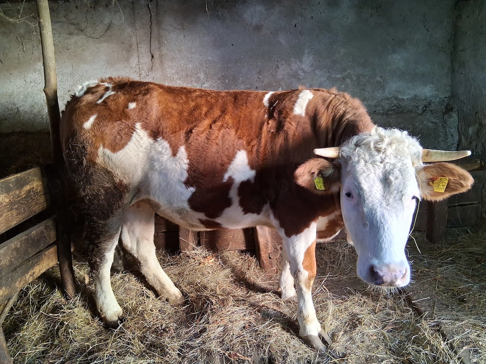 Vand baltata romaneasca