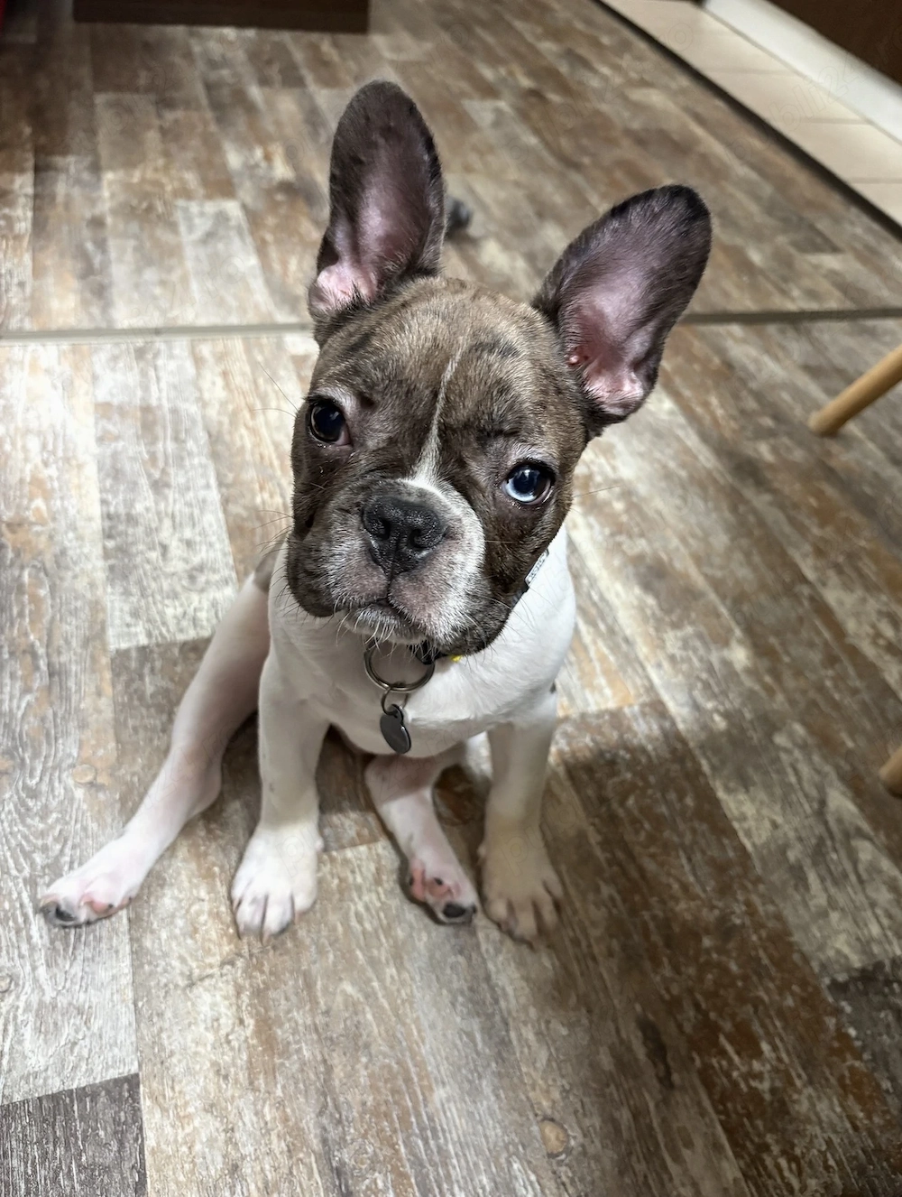 Bulldog Francez 6 luni