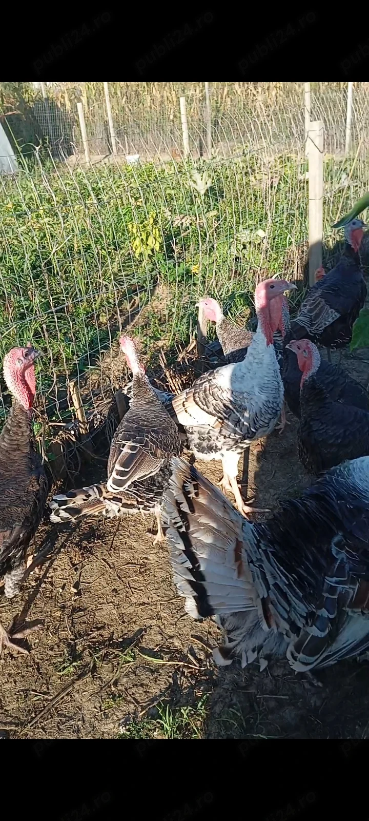 Ouă de curcă pentru incubat 