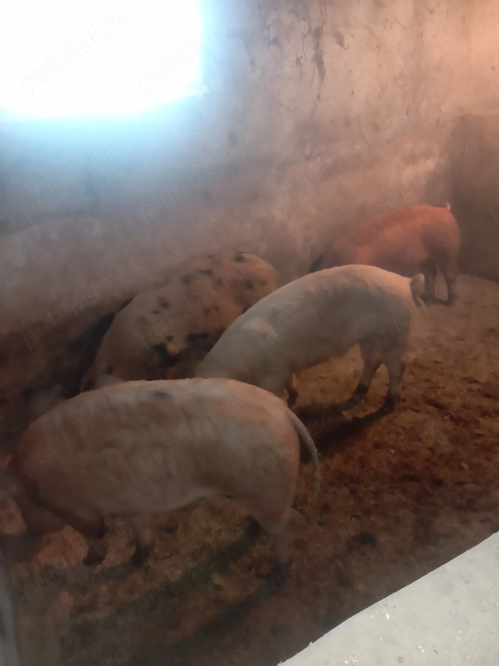 Porci mari 