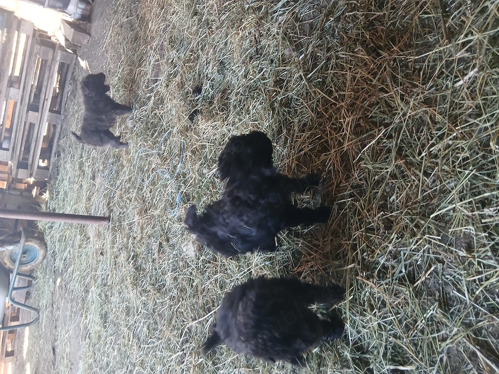 Căței de întors oile doar cățelușe.                                                                 