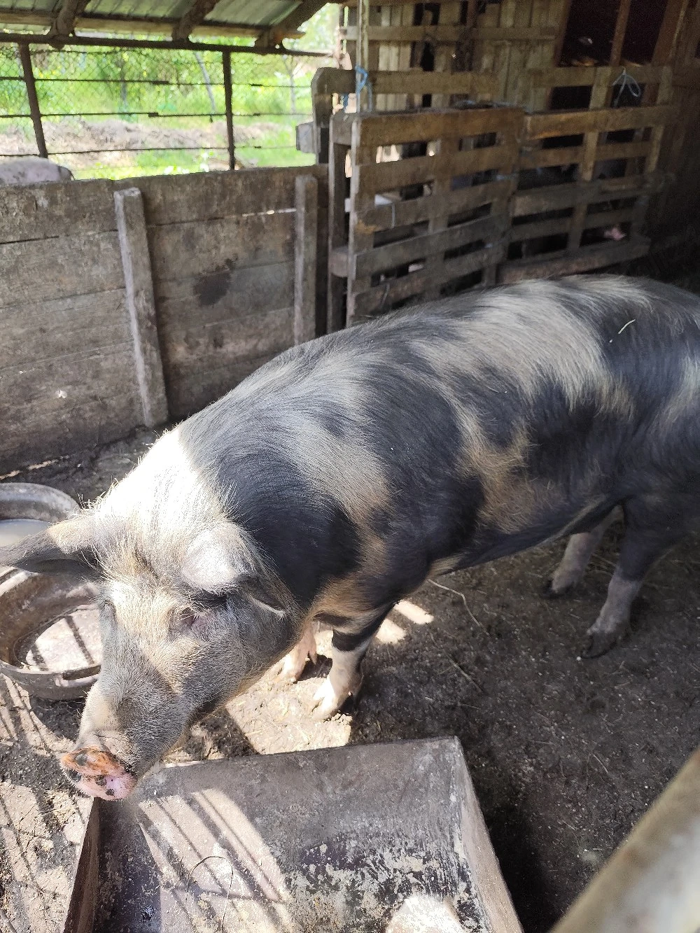 Porci de vânzare 