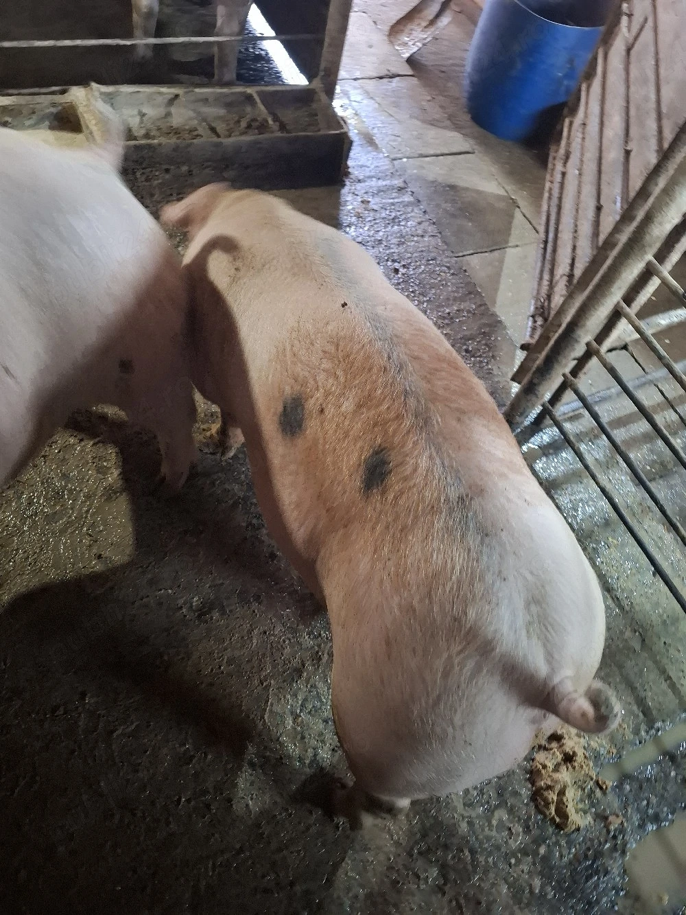 Porci de carne din gospodărie 100 Kg-150 Kg