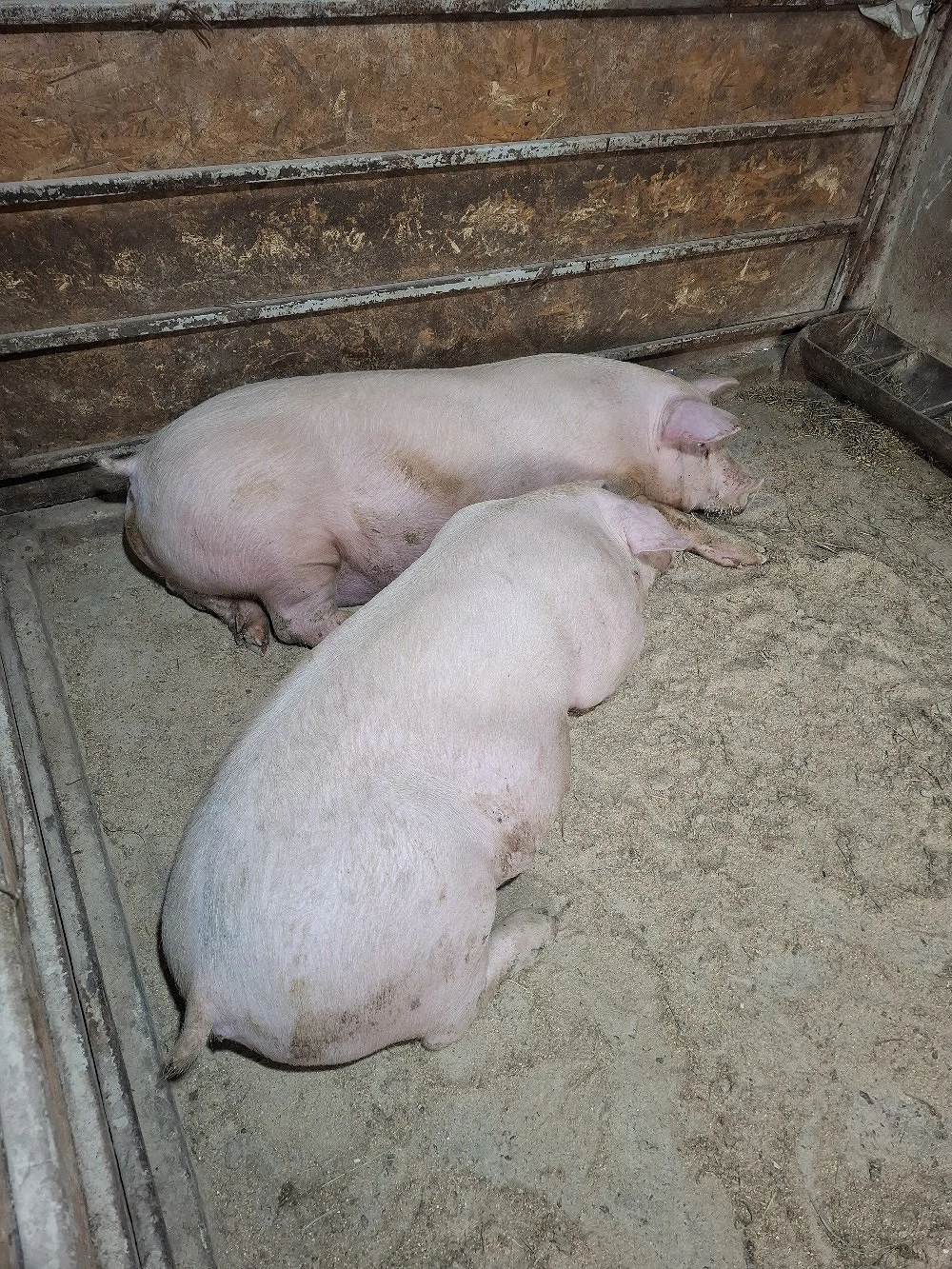 Vând porci de carne