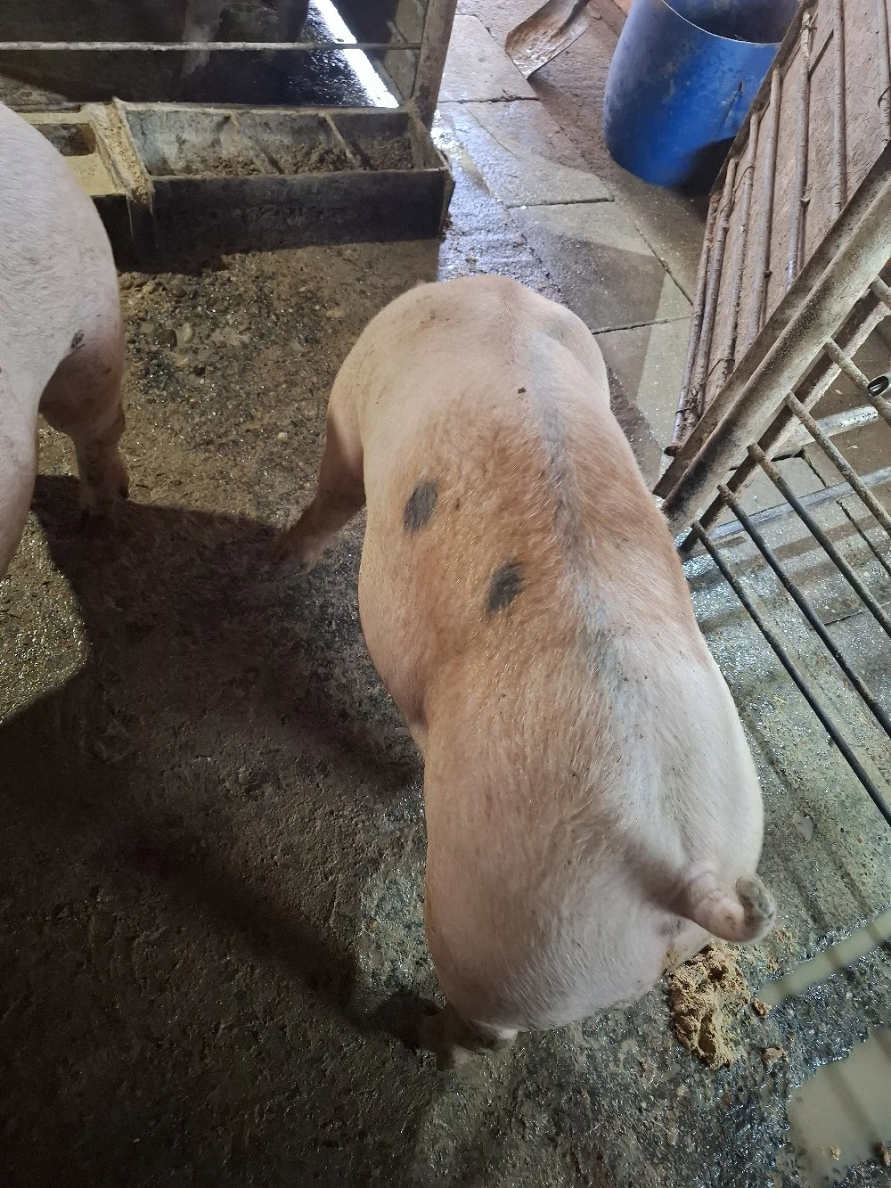 Vând porci 130-150 KG