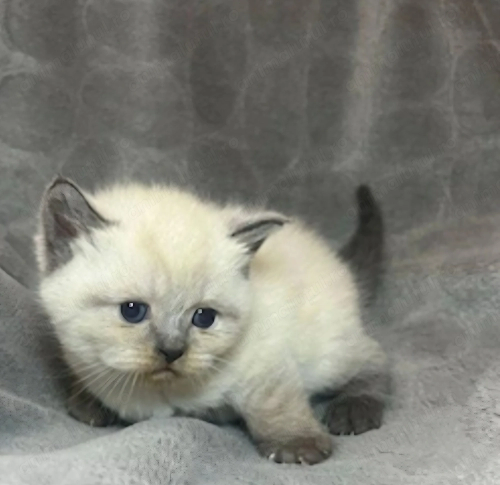Ragdoll fetiță 800 lei