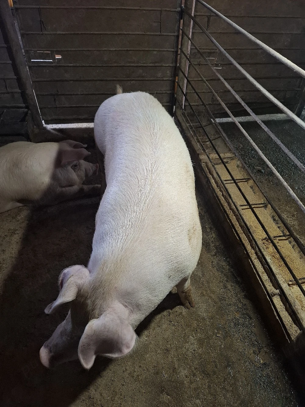 Porci 100-130KG