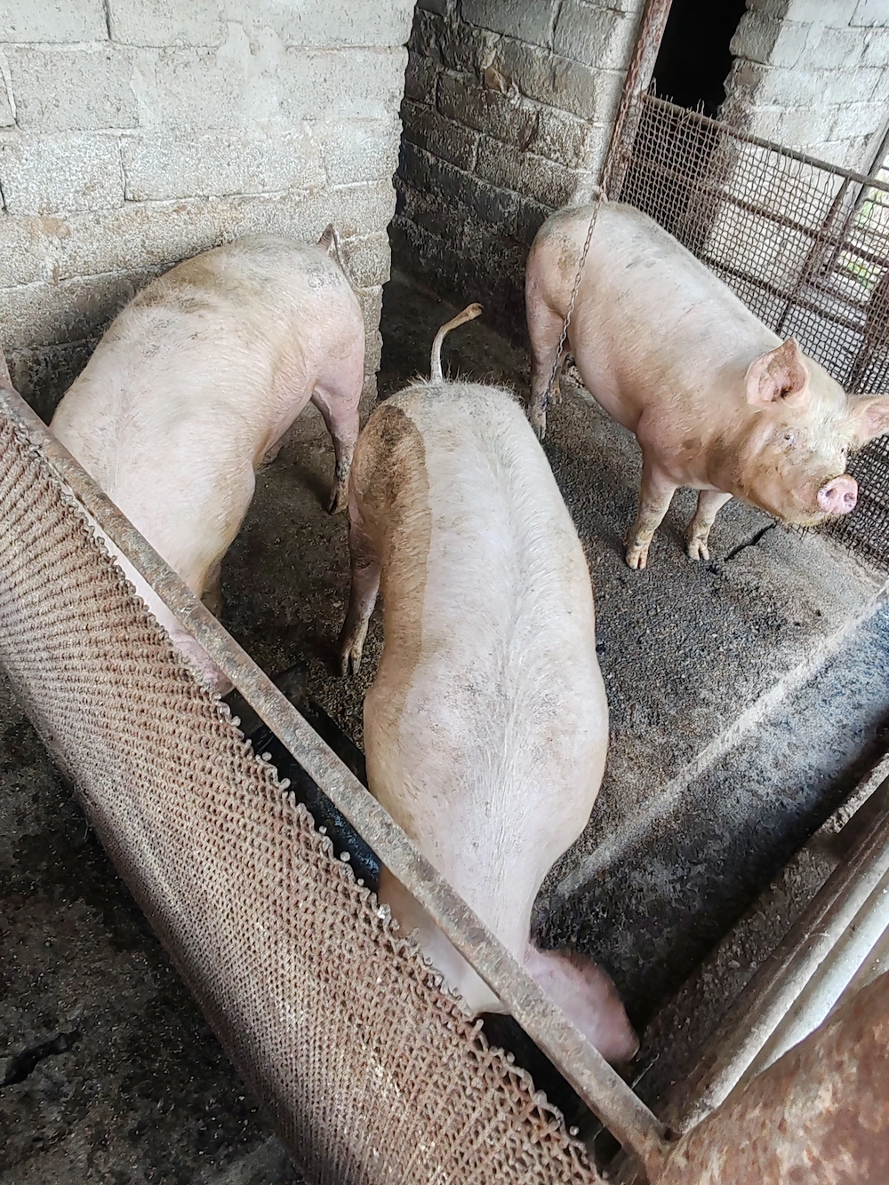 Vând porci.                             .
