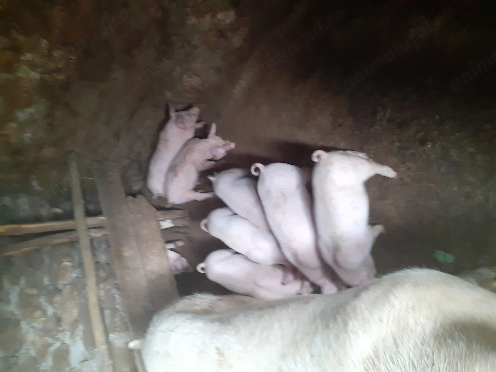 Purcei de 7saptamani landras 