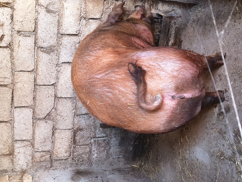 Scroafă Duroc doua fătări,350 kg