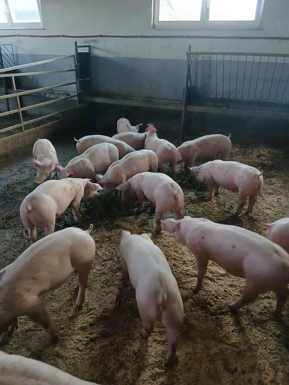 purcei si porci mari 